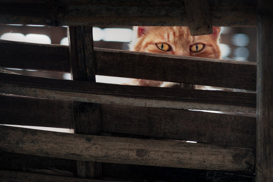 Cat Eyes