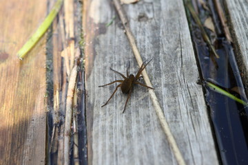Spider takes a sunbath on the dock of the lake in summer evening