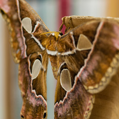 Beautiful moth (Rothschildia Betis) on a macro detail