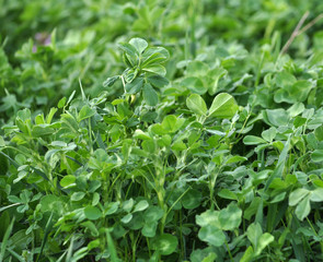 Fototapeta na wymiar In the spring field young alfalfa grows
