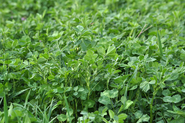 In the spring field young alfalfa grows