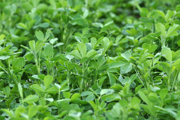 In the spring field young alfalfa grows