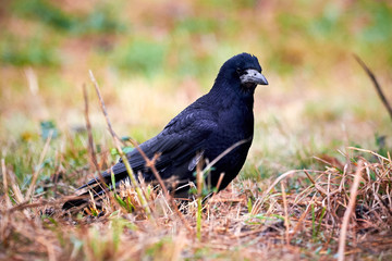 Rook (Corvus frugilegus) Sitting in the Grass