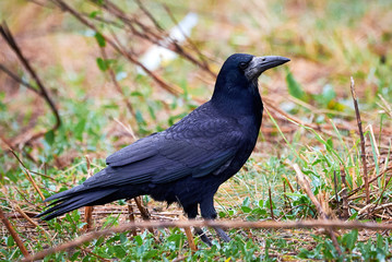 Rook (Corvus frugilegus) Sitting in the Grass