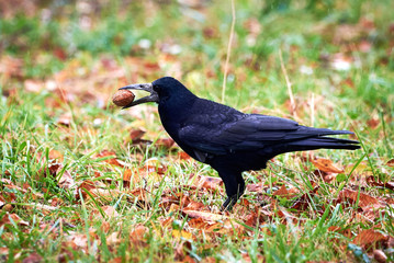 Rook (Corvus frugilegus) Sitting in the Grass with Walnut in his Beak