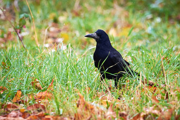 Rook (Corvus frugilegus) Sitting in the Grass