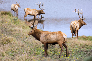Bull elks in wild close to pond
