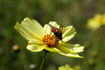 Seltenes Insekt Igelfliege auf gelber Blüte - Stockfoto