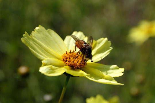 Seltenes Insekt Igelfliege auf gelber Bl&uuml;te - Stockfoto