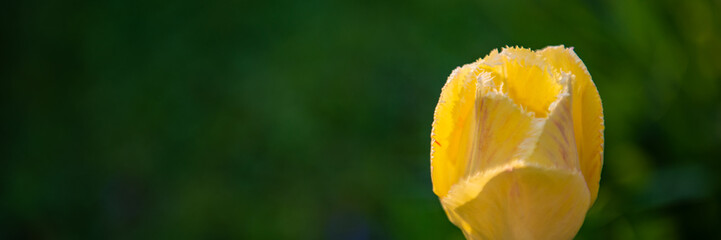 Blooming Yellow Tulip Flower in the Park on a Green Blurred Background.