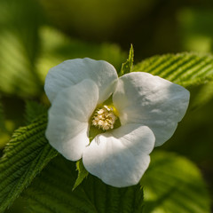 Blooming Shrub Flower in the Park.