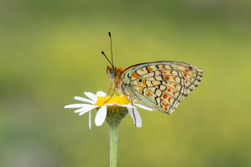 Nymphalidae / Niyobe / / Argynnis niobe
