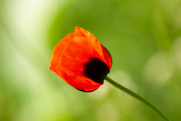 Blooming Poppy Field Flower in the Park on a Green Blurred Background.