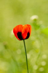 Obraz premium Blooming Poppy Field Flower in the Park on a Green Blurred Background.