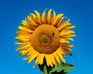 Naklejka premium Blooming Sunflower Flower and Bee Collecting Nectar in a Field on a Blue Sky Background.