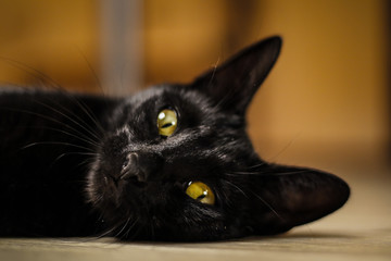 Beautiful black cat lying on floor at home
