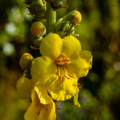 Yellow Mullein Meadow Flower on a Sunny Day, Close-Up.