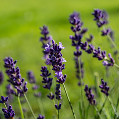 Blooming Lavender Flowers in the Garden on a Green Blurred Background.