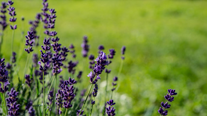 Blooming Lavender Flowers in the Garden on a Green Blurred Background.