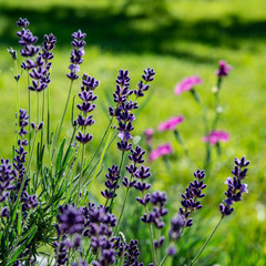 Blooming Lavender Flowers in the Garden on a Green Blurred Background.
