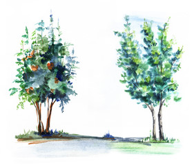two young deciduous trees bush of rowan bright clusters of berries and maple with two trunks. Blurred illustration on wet paper. Hand drawn