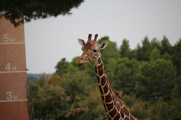 girafe réticulée