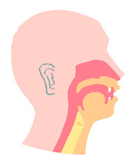 Cross section of human oral cavity