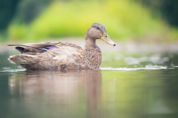 Mallard resting in river an look for food