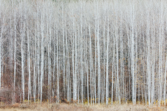 Aspen grove in autumn