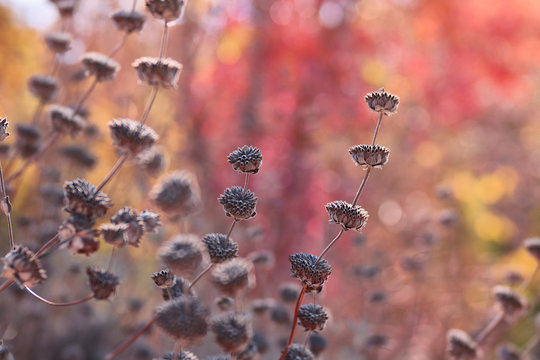 Dried up wildflowers in the Fall