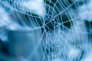 Macro of a spider web with a blue background