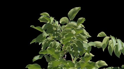 Rowan tree branches and alpha channel leaves slowly swing from a light wind on a spring day for architectural visualization with a carved mask