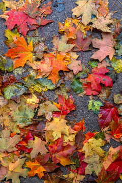 Colourful fall leaves on wet pavement