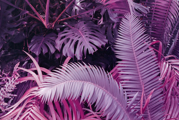 Colorful and purple tropical plants