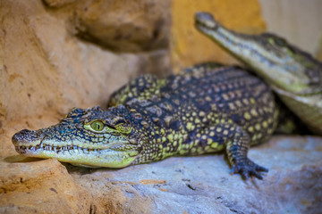 Wild crocodile looking at the camera, close up