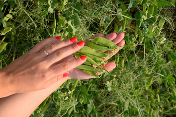 Green peas. Pods of peas. Pea field.