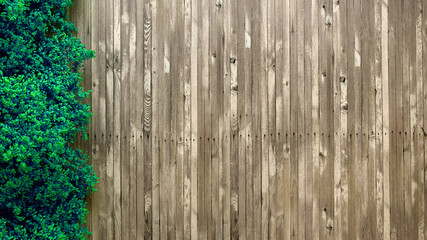 Summer banner, tree and leaves. 3d illustration, 3d rendering.