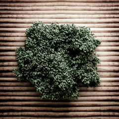 Summer banner, tree and leaves. 3d illustration, 3d rendering.