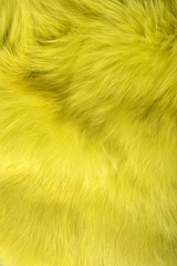 background texture of rabbit fur yellow color.