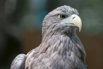 European White-tailed Eagle (Europäischer Seeadler, Haliaeetus albicilla)