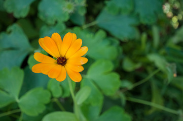 orange calendula
