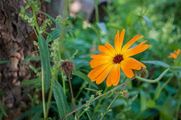 orange calendula