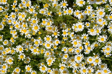 Chamomile flowers. Pharmaceutical camomile. Medicinal plant chamomile, flowering.