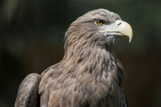 European White-tailed Eagle (Europäischer Seeadler, Haliaeetus albicilla)