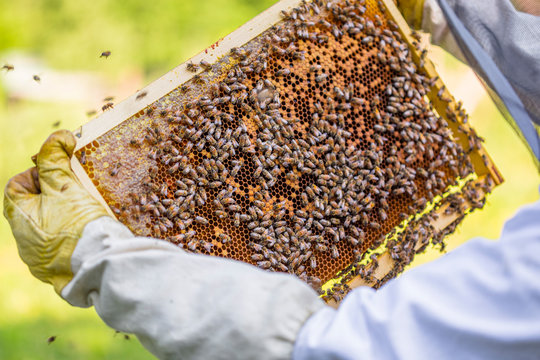 Beekeeper checking frame with honeybees