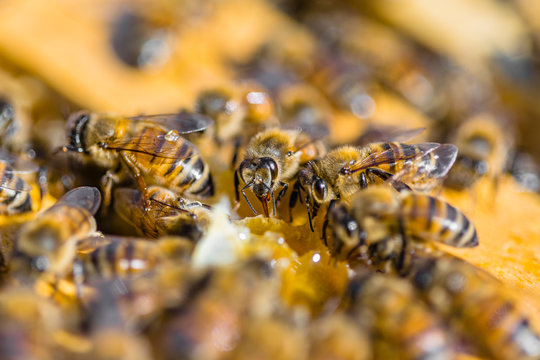 Close up of honeybees sitting on honeycombs
