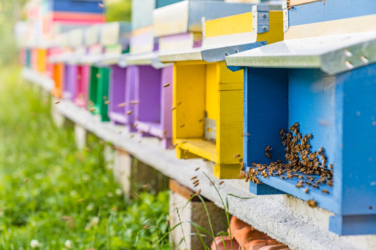 Colorful beehives and honeybees