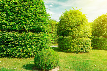 Hedges and ornamental shrub in a summer park.