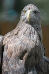 European White-tailed Eagle (Europäischer Seeadler, Haliaeetus albicilla)