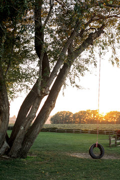 tire swing hanging from tree on fall day